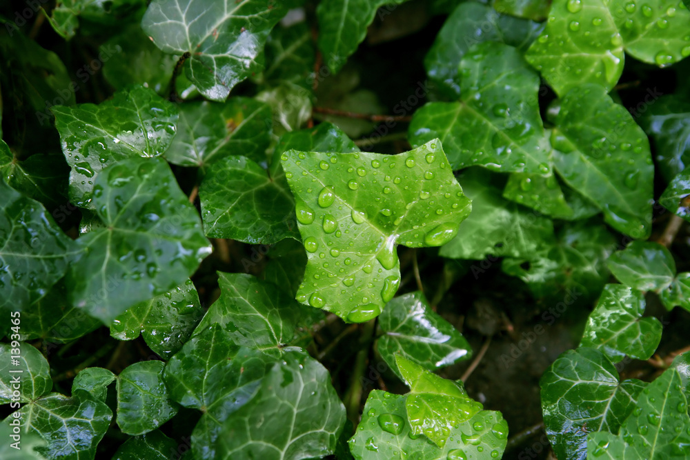 drops of water on the ivy drops of water on the ivy
