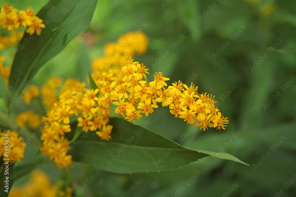 yellow flower yellow flower