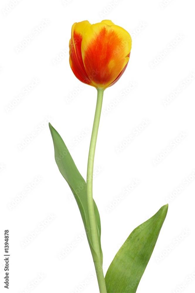 red tulip red tulip