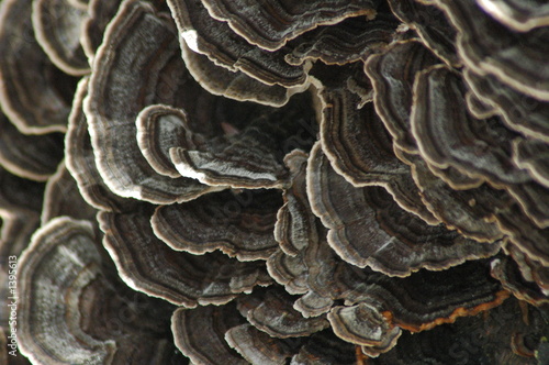 fungi on stump