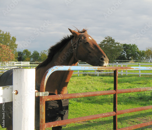horse