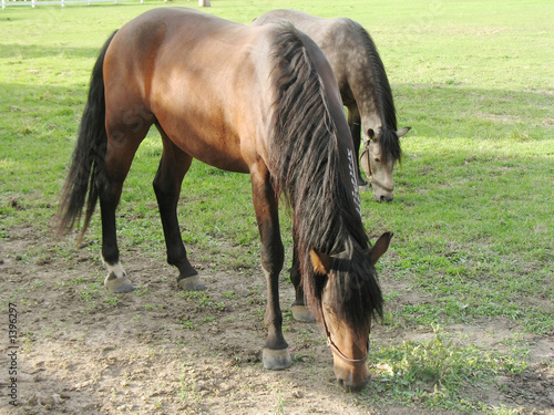 horses