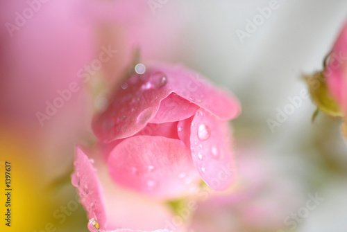rose and drops