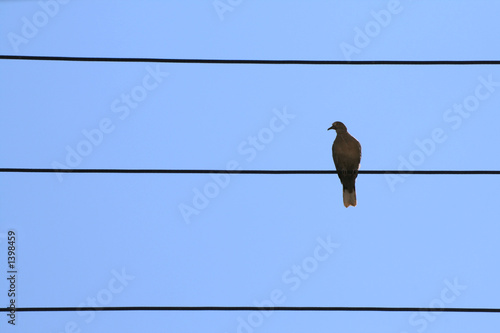 bird on wire © Emin Ozkan