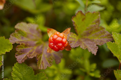 cloud berry