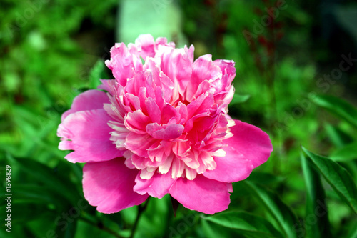 peony