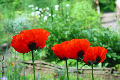 poppies.