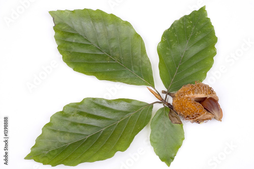beechnuts