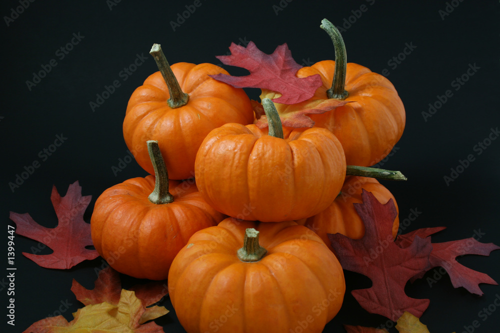 pumpkin harvest pumpkin harvest