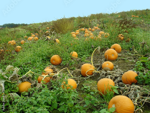 kürbise