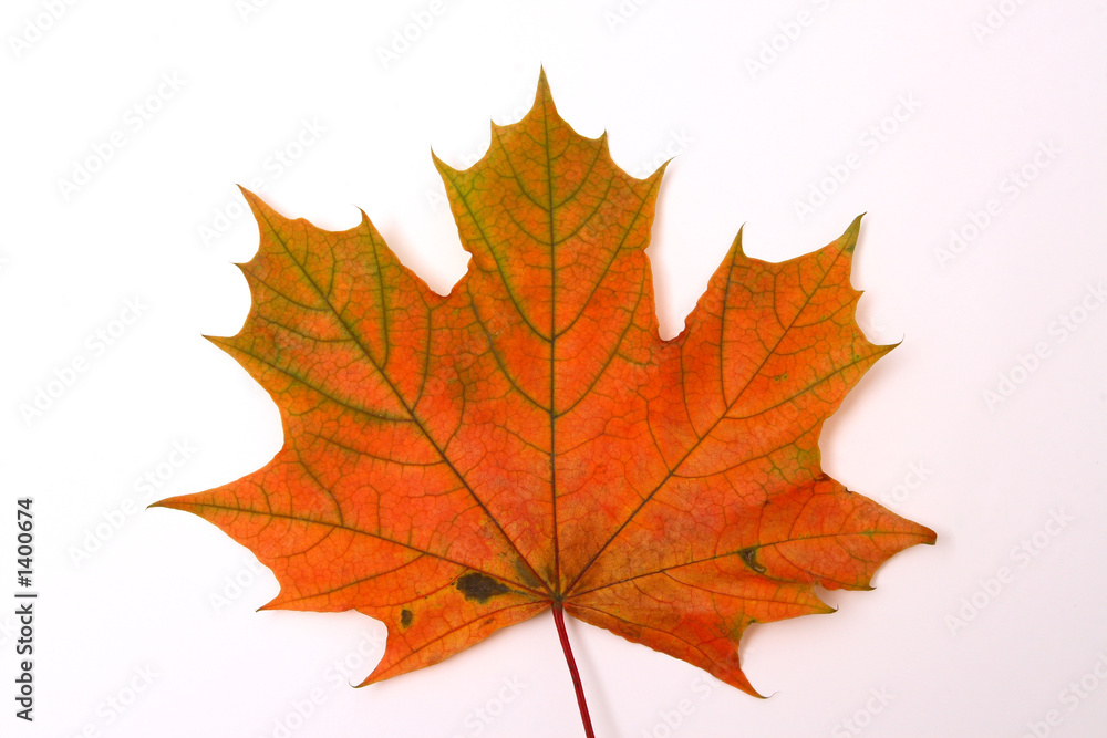autumn sheet autumn sheet