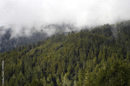 mist shrouded forest