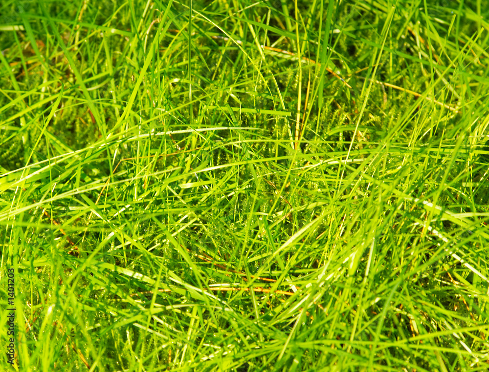 grass background grass background