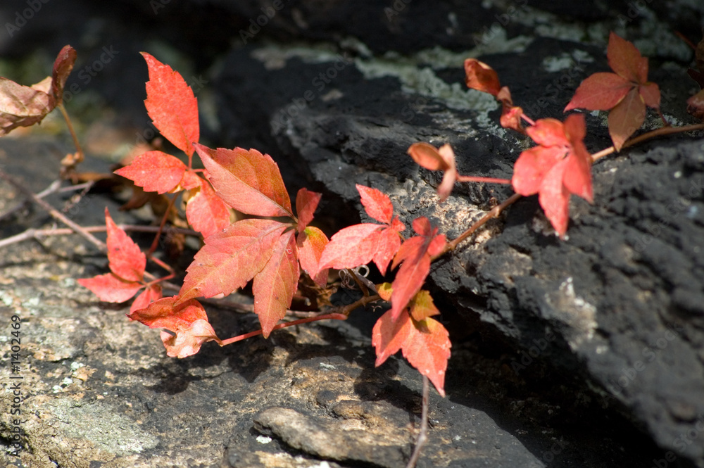 message from fall