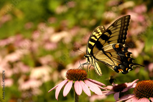 yellow swallowtail