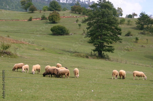 sheep
