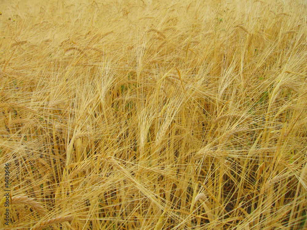 barley field barley field