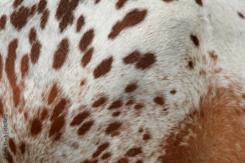 fur of horse