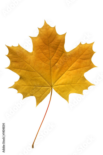 yellow maple leaf.