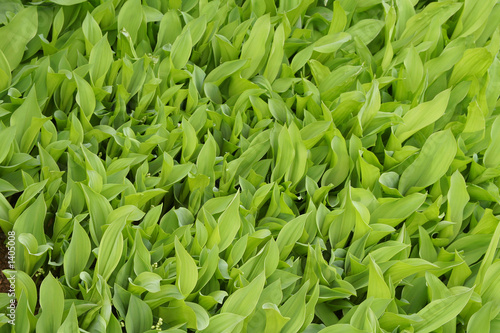 leafs of flower maidenly tear