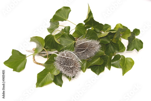 ivy and teasels photo