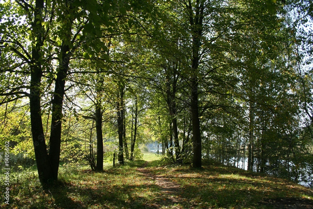 Naklejka premium forest