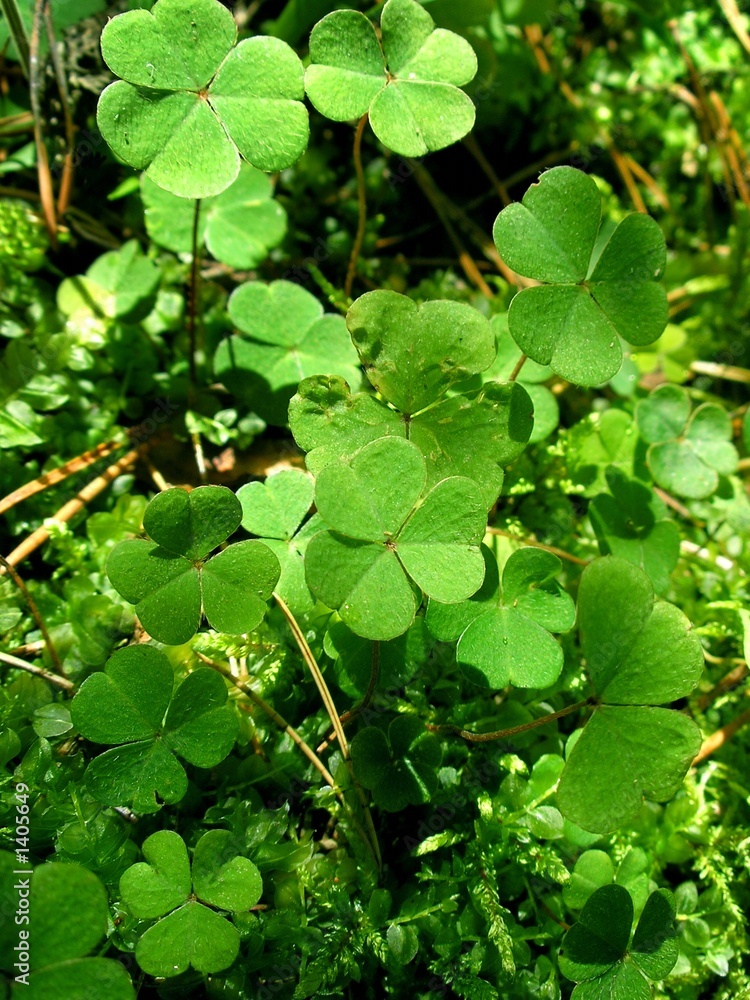 green leaves of clover green leaves of clover