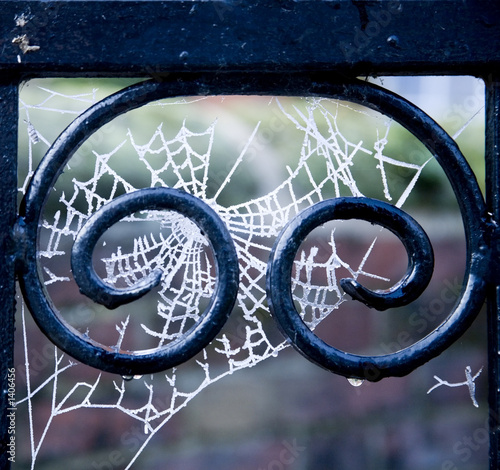 frost tentacles on gate photo