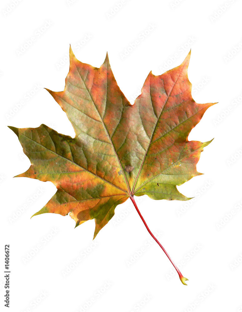 Fototapeta premium autumn