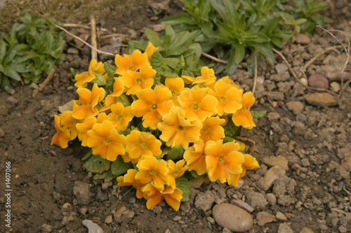 yellow primula photo