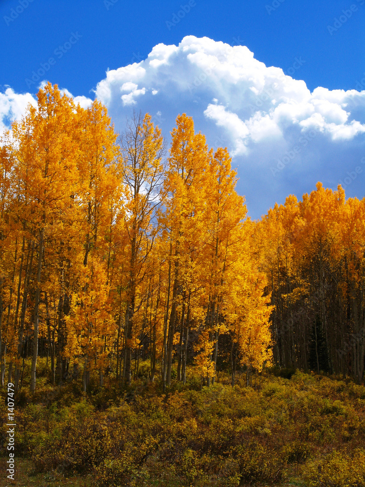 fall foliage