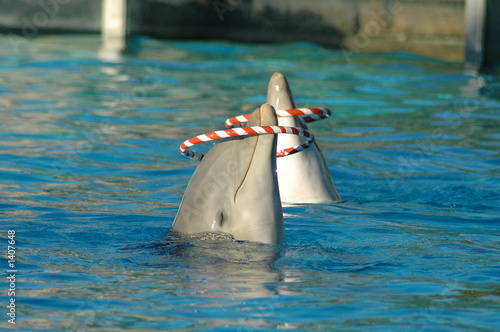 delfines jugando 2