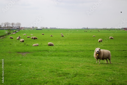 holland pasture