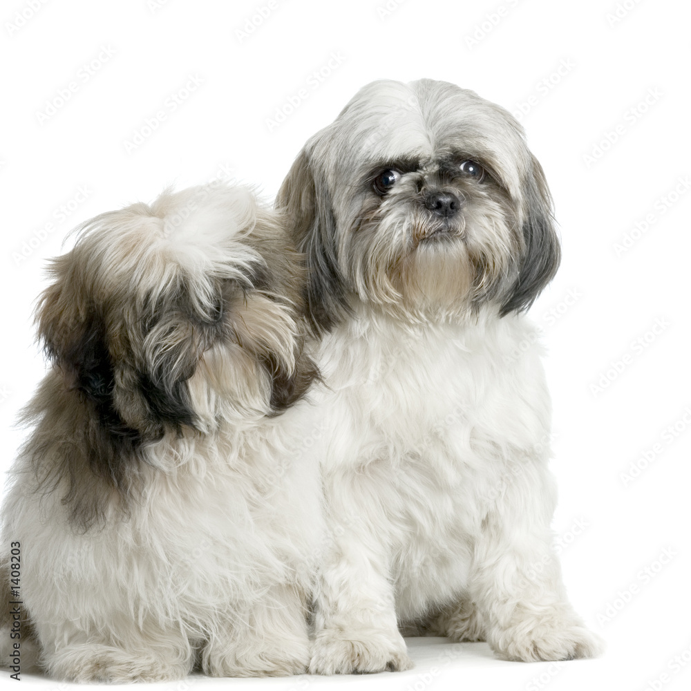 couple de shi-tzu couple de shi-tzu