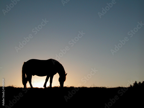 horse silhouette © BOOCYS