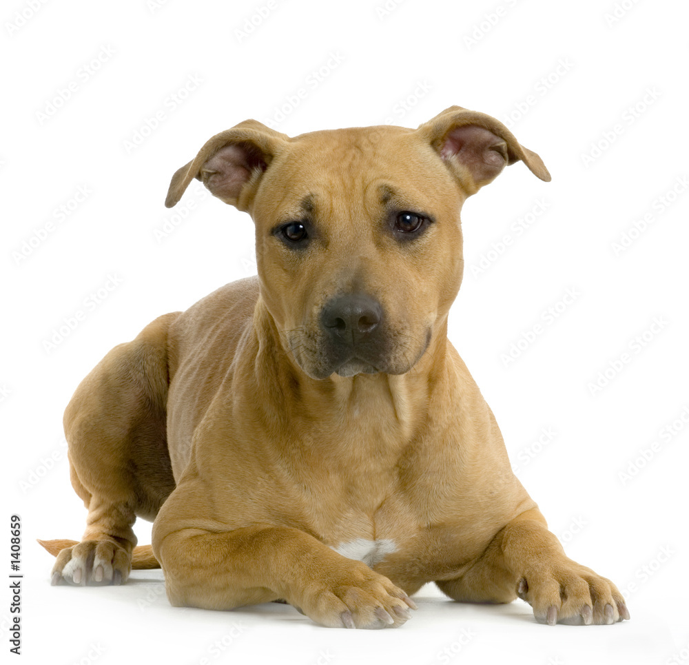 american staffordshire terrier american staffordshire terrier