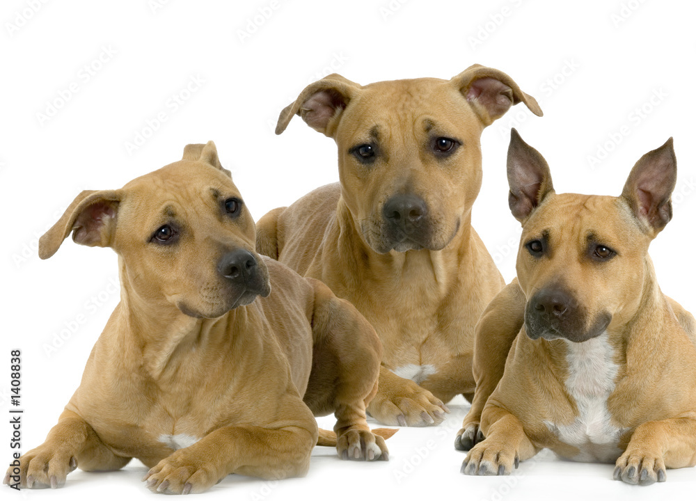 groupe d'american staffordshire terrier