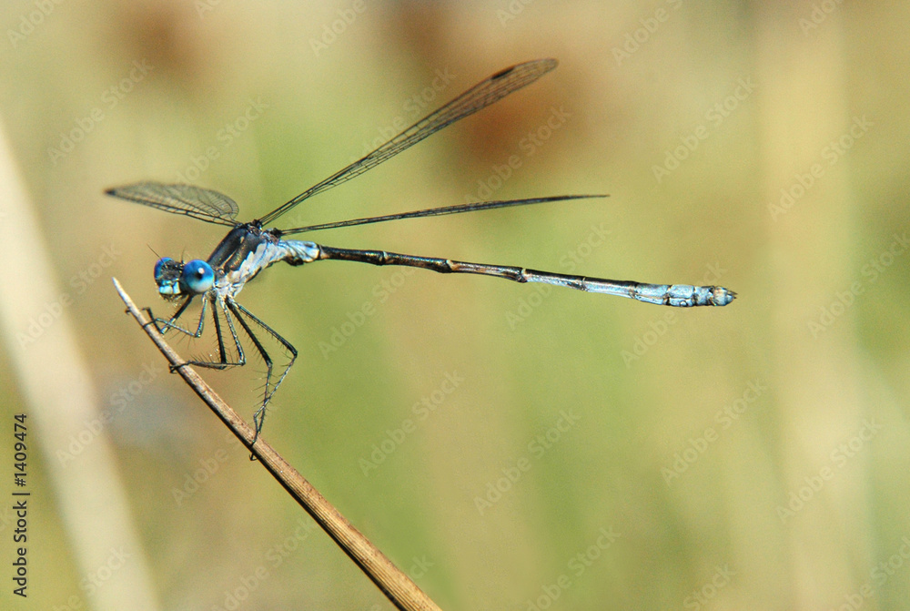 damselfly_2a damselfly_2a