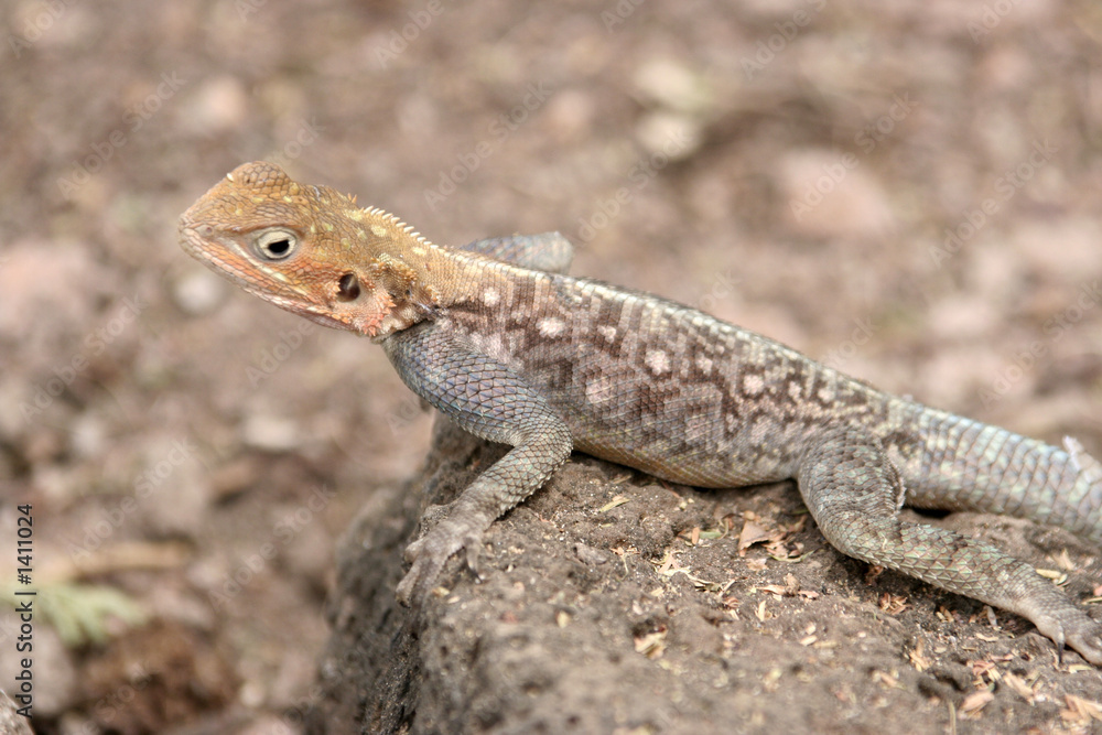 leguan auf stein leguan auf stein