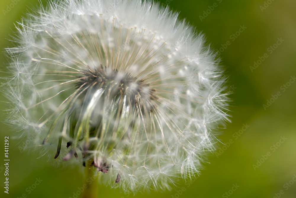 Obraz premium dandelion