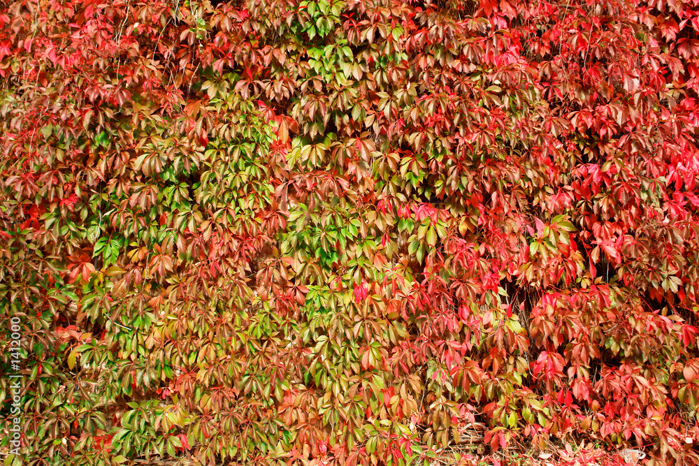 autumn colours-7 autumn colours-7