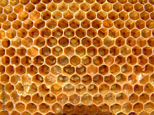 alvéoles ruche 1