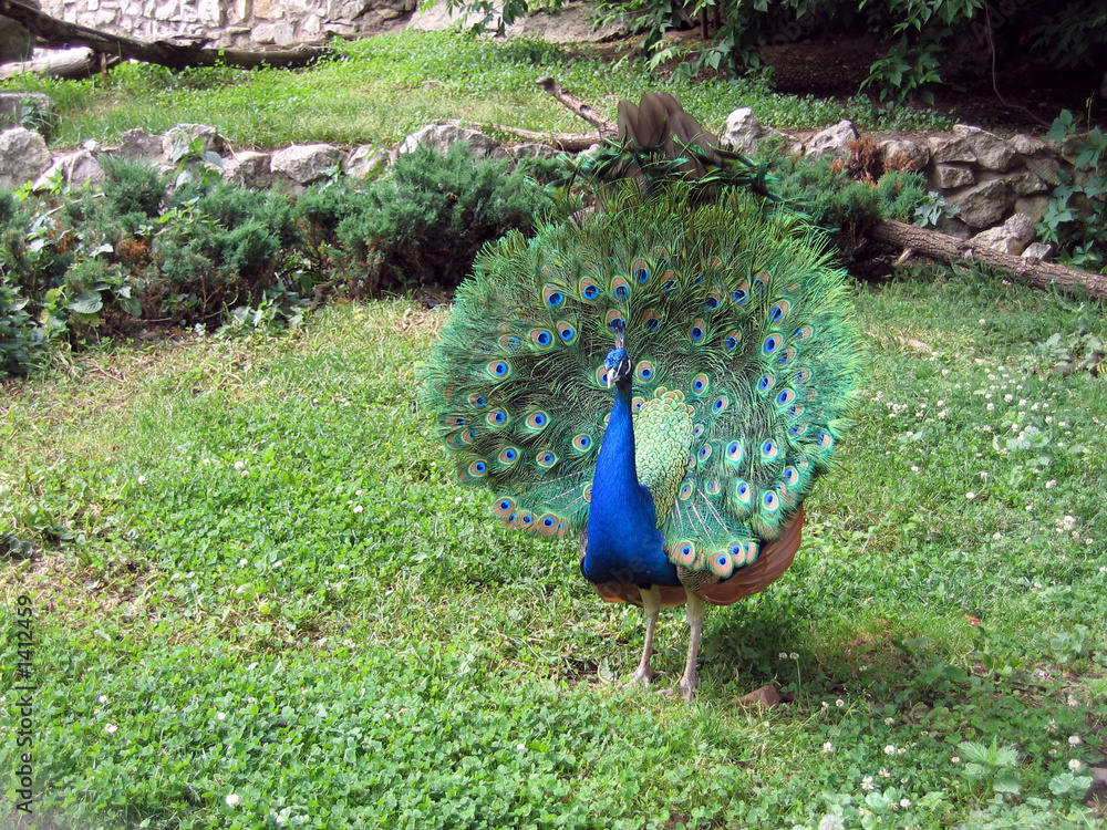 Obraz premium peacock