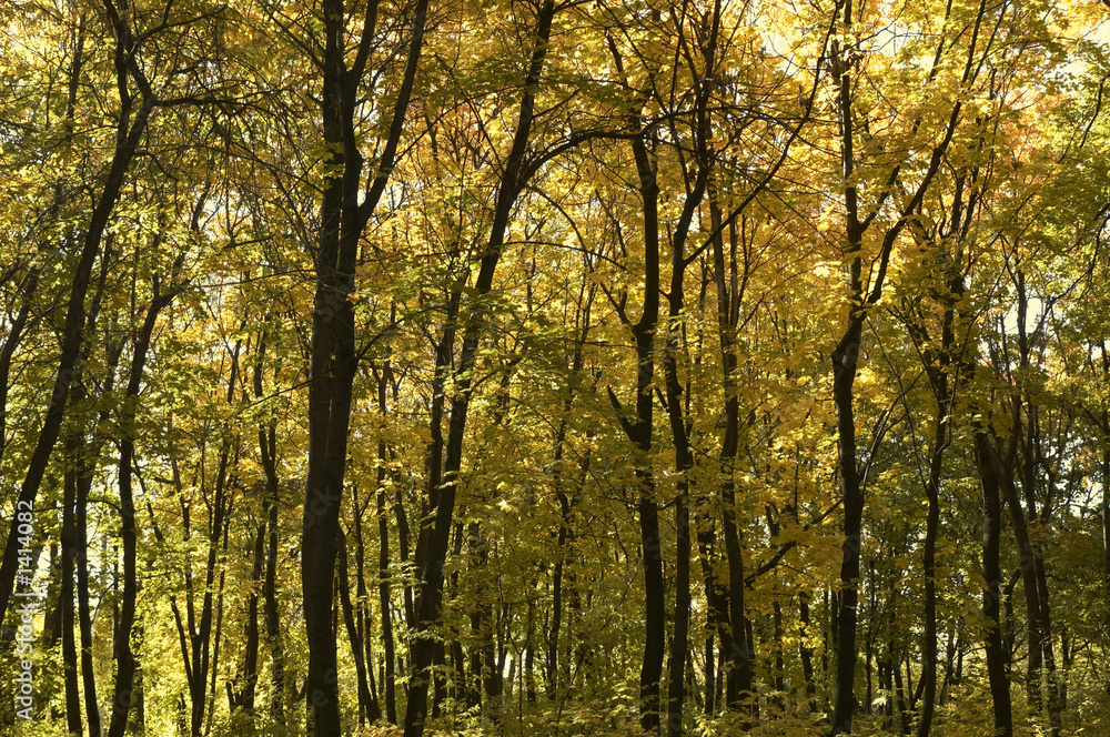 fall fall