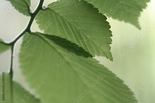 Fototapeta Naklejka Na Ścianę i Meble -  feuille verte