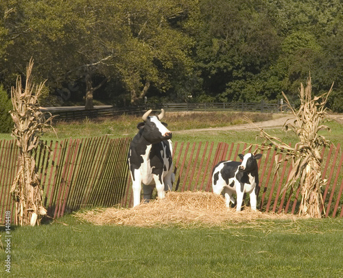 bucolic pasture scene of two cows