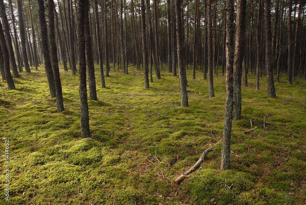 Obraz premium forest