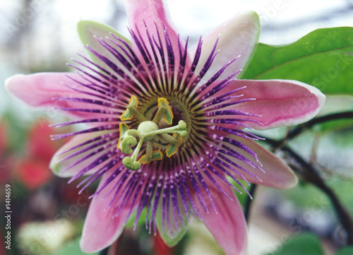 passion flower