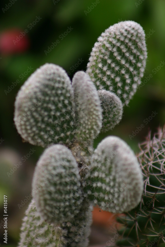 cactus 2 cactus 2