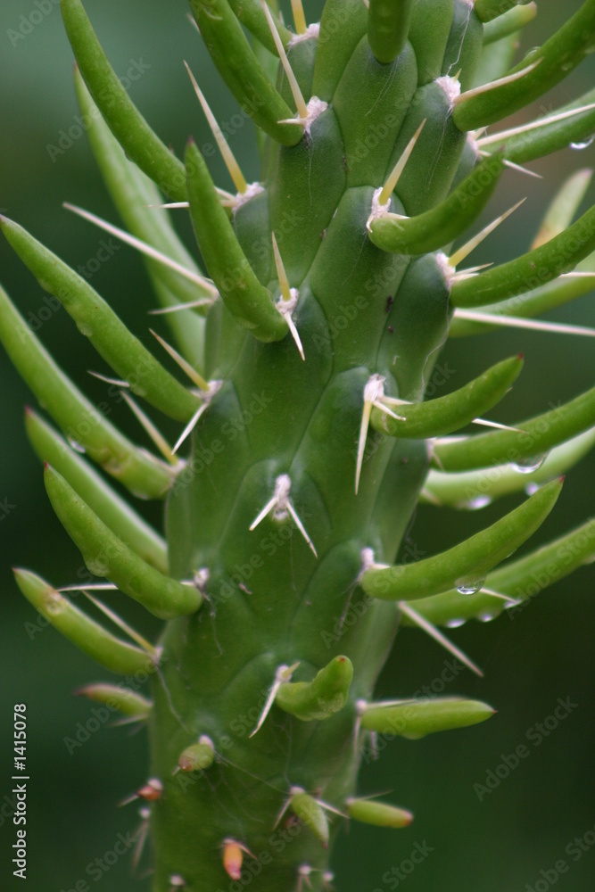 Obraz premium cactus